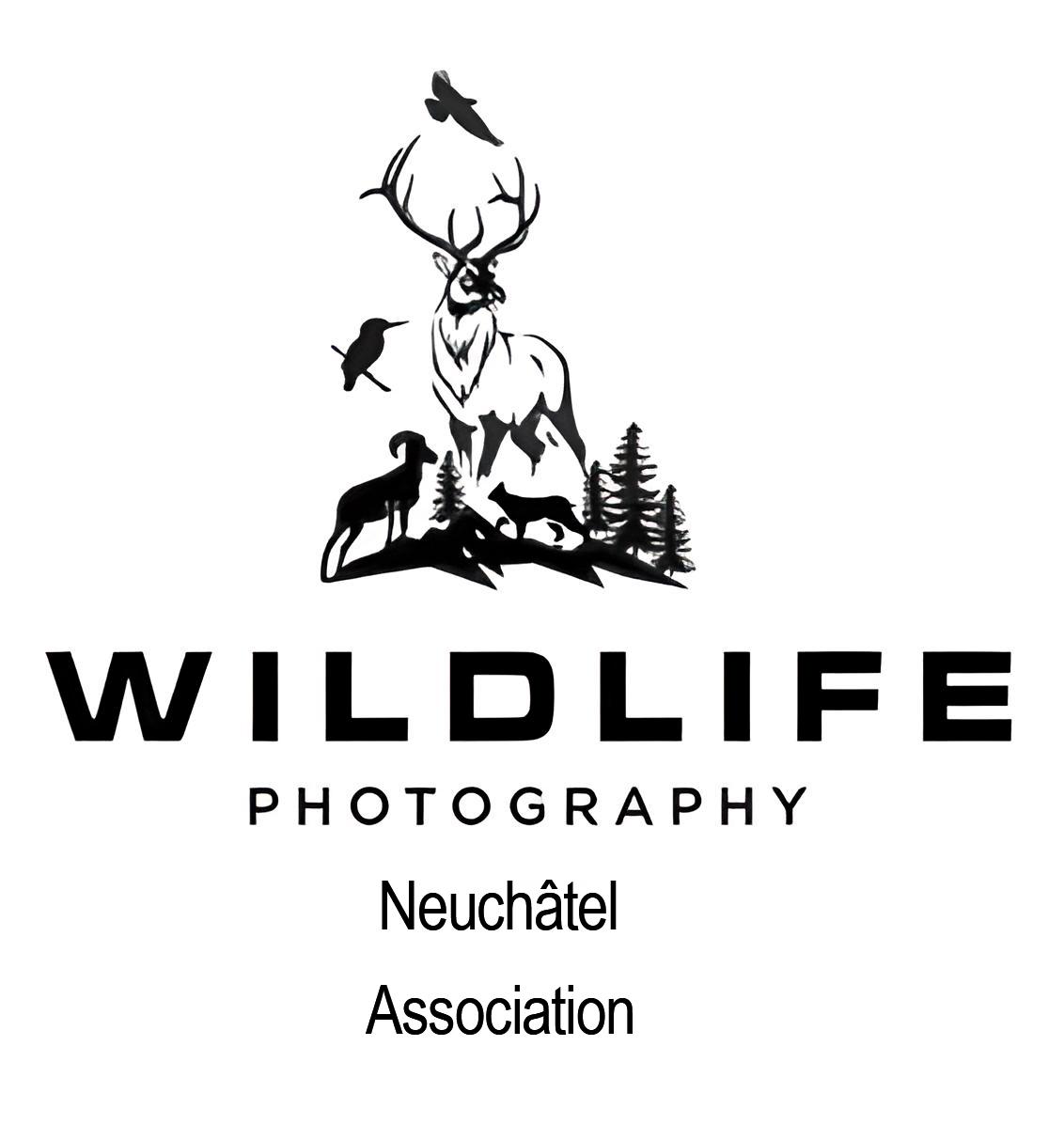 Wildlife Photography